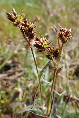 Luzula campestris \ Feld-Hainsimse, Hasenbrot / Field Wood-Rush, D Viernheim 9.4.2021