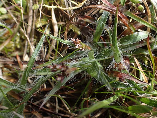 Luzula campestris \ Feld-Hainsimse, Hasenbrot / Field Wood-Rush, D Viernheim 9.4.2021