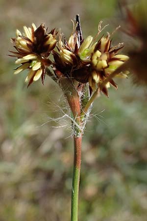 Luzula campestris \ Feld-Hainsimse, Hasenbrot / Field Wood-Rush, D Viernheim 9.4.2021