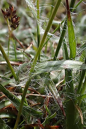 Luzula campestris \ Feld-Hainsimse, Hasenbrot / Field Wood-Rush, D Viernheim 9.4.2021