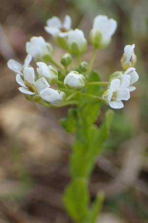 Lepidium campestre \ Feld-Kresse / Field Pepperwort, D Neuleiningen 13.4.2021