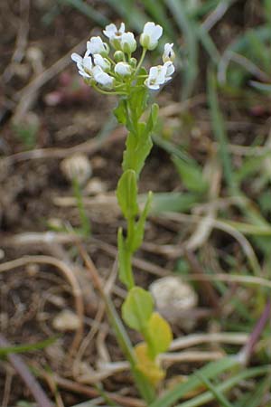 Lepidium campestre \ Feld-Kresse / Field Pepperwort, D Neuleiningen 13.4.2021