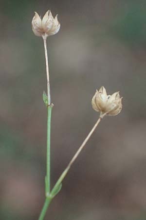 Linum catharticum \ Purgier-Lein / Fairy Flax, D Bad D&uuml;rkheim 18.8.2021