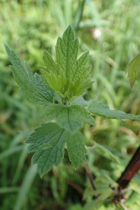Leonurus cardiaca subsp. cardiaca \ Echtes Herzgespann, Gew�hnlicher L�wenschwanz / Motherwort, D Weisenheim am Sand 26.8.2021