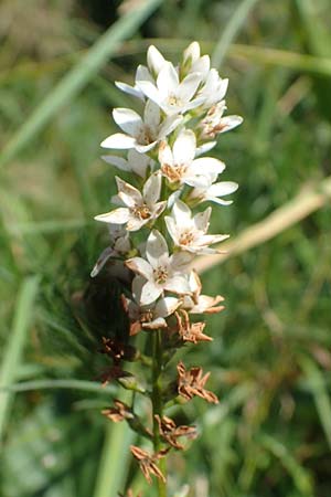 Lysimachia clethroides, Schnee-Felberich, Fortune-Felberich