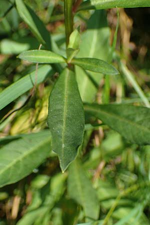 Lysimachia clethroides \ Schnee-Felberich, Fortune-Felberich / Gooseneck Loosestrife, D Kierspe 5.9.2021