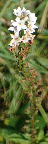 Lysimachia clethroides \ Schnee-Felberich, Fortune-Felberich / Gooseneck Loosestrife, D Kierspe 5.9.2021