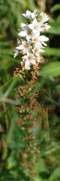 Lysimachia clethroides \ Schnee-Felberich, Fortune-Felberich / Gooseneck Loosestrife, D Kierspe 5.9.2021