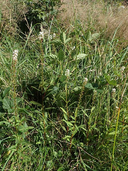 Lysimachia clethroides \ Schnee-Felberich, Fortune-Felberich / Gooseneck Loosestrife, D Kierspe 5.9.2021
