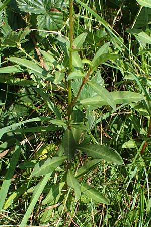 Lysimachia clethroides \ Schnee-Felberich, Fortune-Felberich / Gooseneck Loosestrife, D Kierspe 5.9.2021