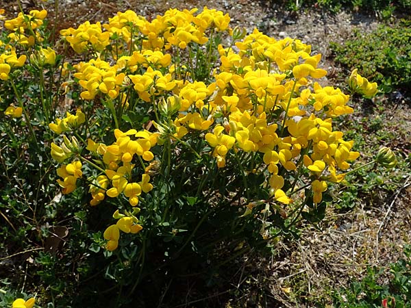 Lotus corniculatus \ Gew�hnlicher Hornklee / Bird's-Foot Deervetch, D Mannheim 27.4.2022