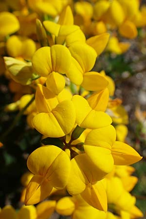 Lotus corniculatus \ Gew�hnlicher Hornklee / Bird's-Foot Deervetch, D Mannheim 27.4.2022
