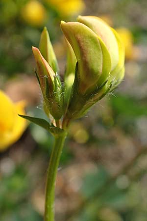 Lotus corniculatus \ Gew�hnlicher Hornklee / Bird's-Foot Deervetch, D Mannheim 27.4.2022