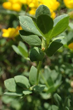 Lotus corniculatus \ Gew�hnlicher Hornklee / Bird's-Foot Deervetch, D Mannheim 27.4.2022