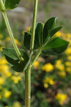 Lotus corniculatus \ Gew�hnlicher Hornklee / Bird's-Foot Deervetch, D Mannheim 27.4.2022