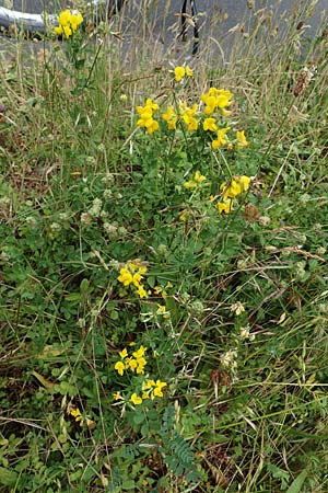 Lotus corniculatus \ Gew�hnlicher Hornklee / Bird's-Foot Deervetch, D Mannheim 21.5.2022