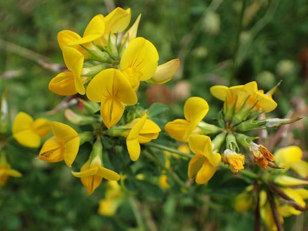 Lotus corniculatus \ Gew�hnlicher Hornklee / Bird's-Foot Deervetch, D Mannheim 21.5.2022