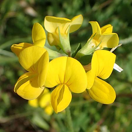 Lotus corniculatus \ Gew�hnlicher Hornklee / Bird's-Foot Deervetch, D Mannheim 21.5.2022