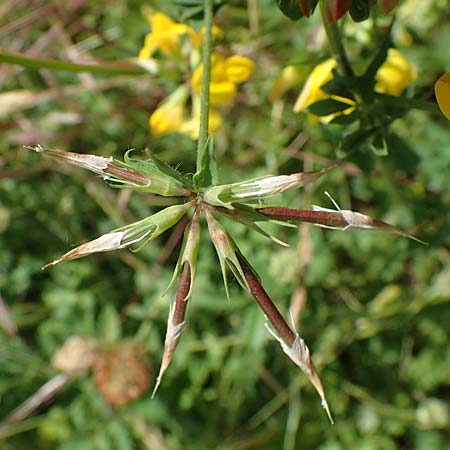 Lotus corniculatus \ Gew�hnlicher Hornklee / Bird's-Foot Deervetch, D Mannheim 21.5.2022