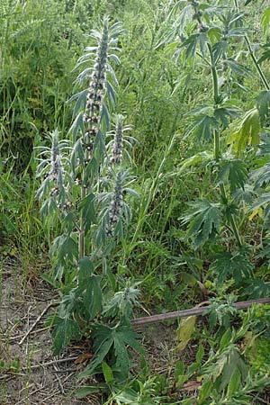Leonurus cardiaca subsp. cardiaca \ Echtes Herzgespann, Gew�hnlicher L�wenschwanz / Motherwort, D Sachsen-Anhalt, S&uuml;&szlig;er See 7.6.2022