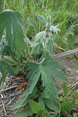 Leonurus cardiaca subsp. cardiaca \ Echtes Herzgespann, Gew�hnlicher L�wenschwanz / Motherwort, D Sachsen-Anhalt, S&uuml;&szlig;er See 7.6.2022