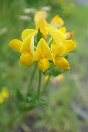Lotus corniculatus \ Gew�hnlicher Hornklee / Bird's-Foot Deervetch, D Werl 20.6.2022