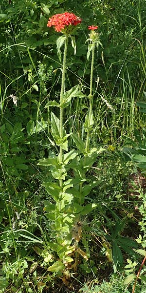 Silene chalcedonica \ Scharlach-Lichtnelke, Brennende Liebe / Maltese Cross, Scarlet Lychnis, D Schlitz 21.6.2022