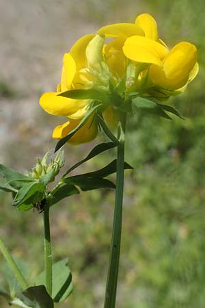 Lotus corniculatus \ Gew�hnlicher Hornklee / Bird's-Foot Deervetch, D Eberbach-Gaim&uuml;hle 2.6.2023