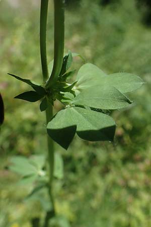 Lotus corniculatus \ Gew�hnlicher Hornklee / Bird's-Foot Deervetch, D Eberbach-Gaim&uuml;hle 2.6.2023
