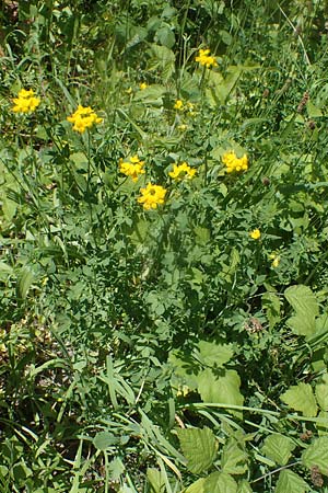 Lotus corniculatus \ Gew�hnlicher Hornklee / Bird's-Foot Deervetch, D Eberbach-Gaim&uuml;hle 2.6.2023