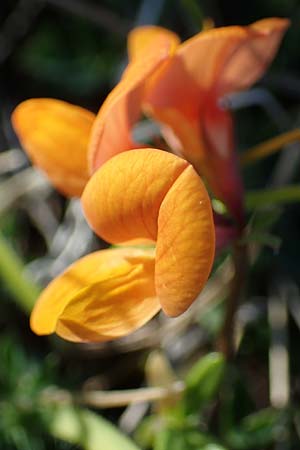 Lotus corniculatus subsp. hirsutus \ Behaarter Gew�hnlicher Hornklee / Bird's-Foot Deervetch, D Th&uuml;ringen, Hemleben 12.6.2023