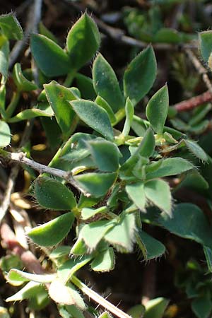 Lotus corniculatus subsp. hirsutus \ Behaarter Gew�hnlicher Hornklee / Bird's-Foot Deervetch, D Th&uuml;ringen, Hemleben 12.6.2023