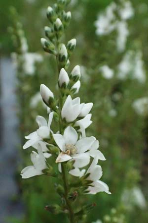 Lysimachia clethroides \ Schnee-Felberich, Fortune-Felberich / Gooseneck Loosestrife, D Witten 1.8.2023