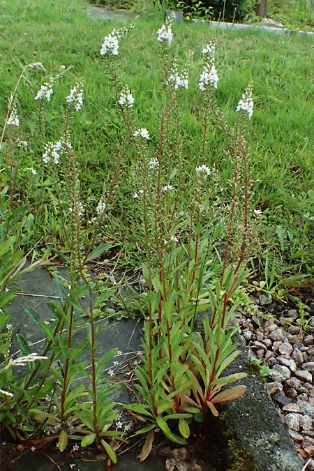 Lysimachia clethroides \ Schnee-Felberich, Fortune-Felberich / Gooseneck Loosestrife, D Witten 1.8.2023