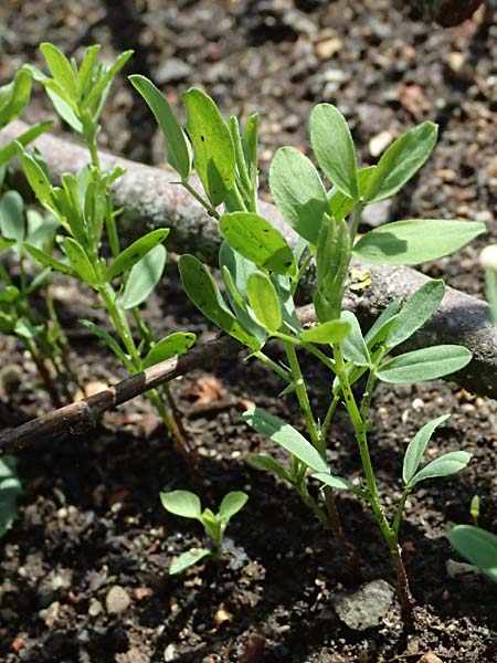 Vicia lens \ Linse / Lentil, D Botan. Gar.  Universit.  Ulm 26.5.2025
