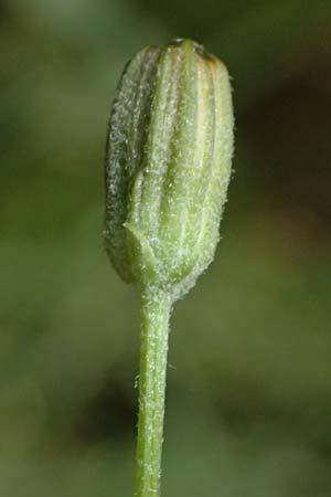 Crepis capillaris \ Kleink�pfiger Pippau, Kleinbl�tiger Pippau / Smooth Hawk's-Beard, D Odenwald, Wilhelmsfeld 20.7.2025