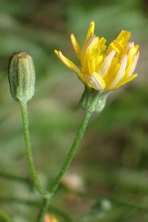 Crepis capillaris \ Kleink�pfiger Pippau, Kleinbl�tiger Pippau / Smooth Hawk's-Beard, D Odenwald, Wilhelmsfeld 20.7.2025