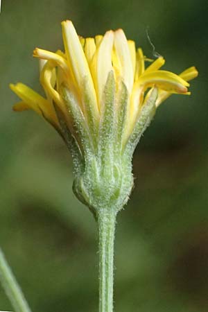 Crepis capillaris \ Kleink�pfiger Pippau, Kleinbl�tiger Pippau / Smooth Hawk's-Beard, D Odenwald, Wilhelmsfeld 20.7.2025
