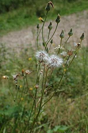 Crepis capillaris \ Kleink�pfiger Pippau, Kleinbl�tiger Pippau / Smooth Hawk's-Beard, D Odenwald, Wilhelmsfeld 20.7.2025