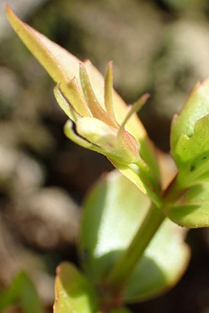 Lindernia dubia \ Amerikanisches B�chsenkraut, Gro�es B�chsenkraut / Yellowseed False Pimpernel, D Gro&szlig;-Gerau 21.9.2015