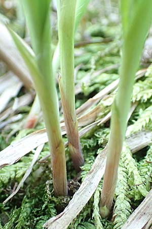 Luzula desvauxii \ Desvaux-Hainsimse, Pyren�en-Hainsimse / Devaux' Wood-Rush, D Schwarzwald/Black-Forest, Belchen 27.5.2017