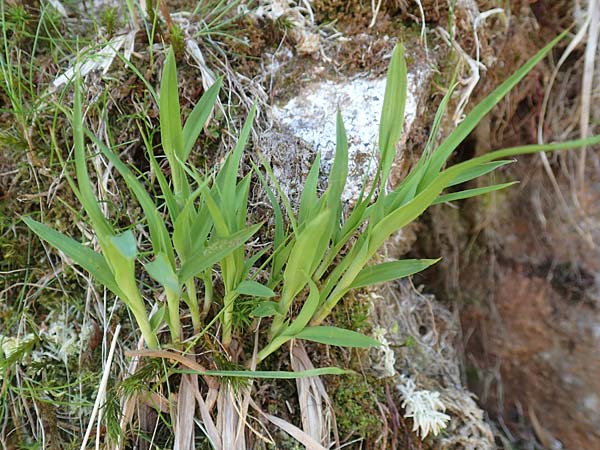 Luzula desvauxii \ Desvaux-Hainsimse, Pyren�en-Hainsimse / Devaux' Wood-Rush, D Schwarzwald/Black-Forest, Belchen 27.5.2017