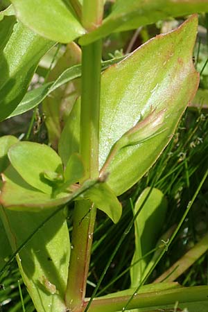 Lindernia dubia \ Amerikanisches B�chsenkraut, Gro�es B�chsenkraut / Yellowseed False Pimpernel, D Gro&szlig;-Gerau 15.7.2017
