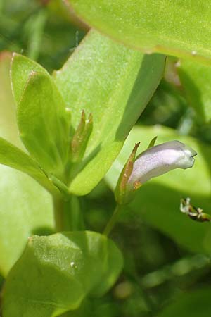 Lindernia dubia \ Amerikanisches B�chsenkraut, Gro�es B�chsenkraut / Yellowseed False Pimpernel, D Gro&szlig;-Gerau 15.7.2017