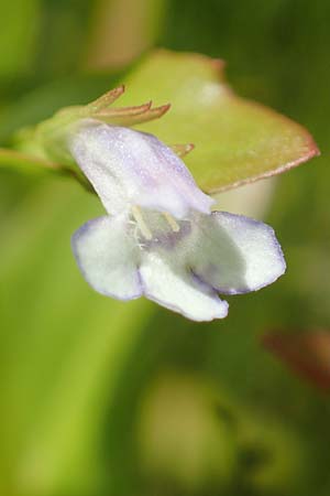 Lindernia dubia \ Amerikanisches B�chsenkraut, Gro�es B�chsenkraut / Yellowseed False Pimpernel, D Gro&szlig;-Gerau 15.7.2017