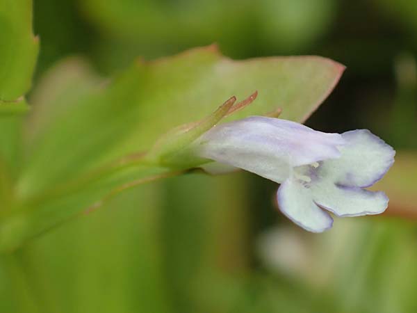 Lindernia dubia \ Amerikanisches B�chsenkraut, Gro�es B�chsenkraut / Yellowseed False Pimpernel, D Gro&szlig;-Gerau 15.7.2017