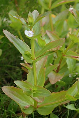 Lindernia dubia \ Amerikanisches B�chsenkraut, Gro�es B�chsenkraut / Yellowseed False Pimpernel, D Gro&szlig;-Gerau 15.7.2017