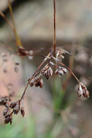 Luzula desvauxii \ Desvaux-Hainsimse, Pyren�en-Hainsimse / Devaux' Wood-Rush, D Schwarzwald/Black-Forest, Belchen 22.7.2017