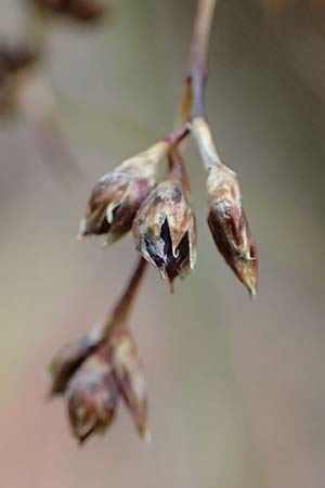 Luzula desvauxii \ Desvaux-Hainsimse, Pyren�en-Hainsimse / Devaux' Wood-Rush, D Schwarzwald/Black-Forest, Belchen 22.7.2017