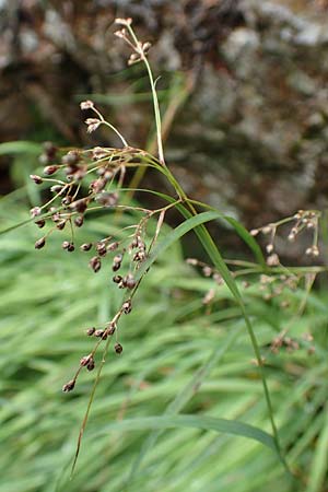 Luzula desvauxii \ Desvaux-Hainsimse, Pyren�en-Hainsimse / Devaux' Wood-Rush, D Schwarzwald/Black-Forest, Belchen 22.7.2017
